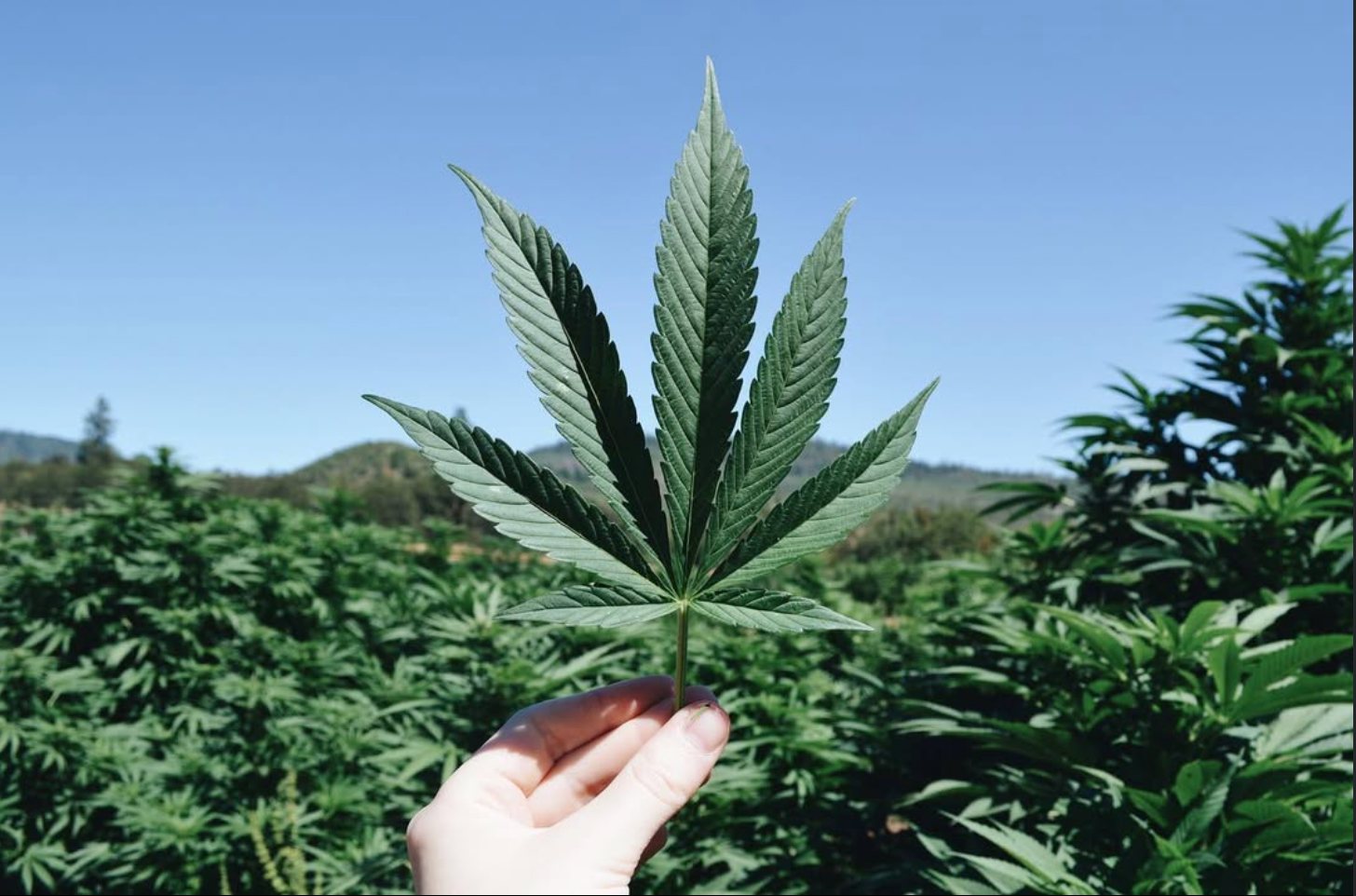 Hand holding a cannabis fan leaf over the outdoor field under blue sky